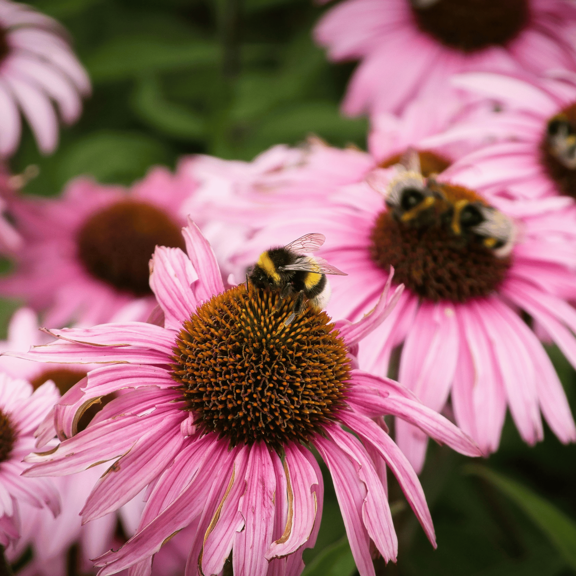 You can’t talk to summer insects about winter